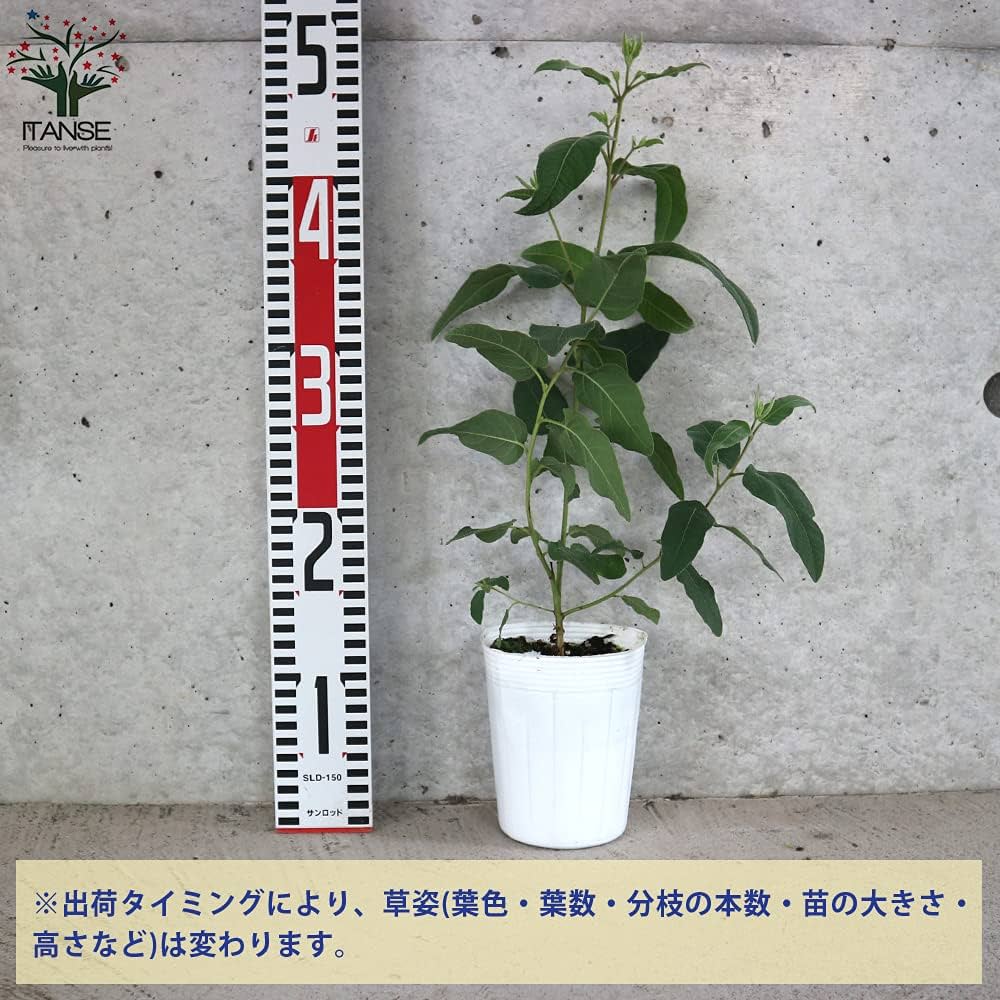 ユーカリ科さま専用 ユーカリ科さま専用 ユーカリ | 観葉植物の通販ならHitoHana